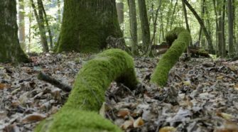 Pohulanka w Puszczy Białowieskiej