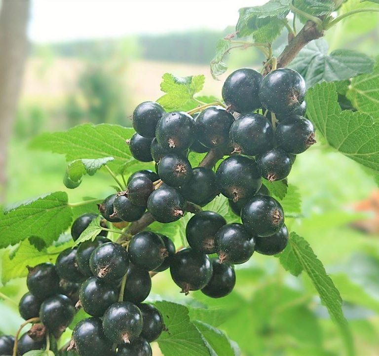 Owoce czarnej porzeczki